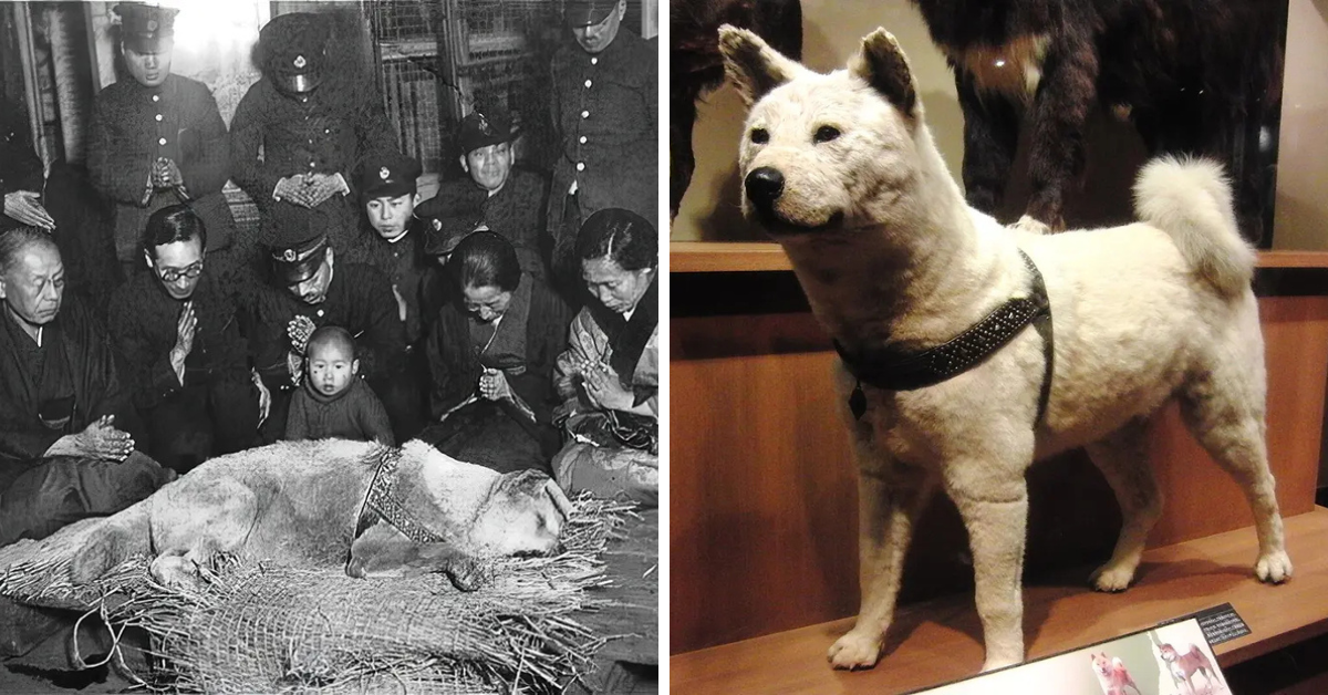 Hachiko: The True Story of a Loyal Dog Who Waited For His Deceased ...